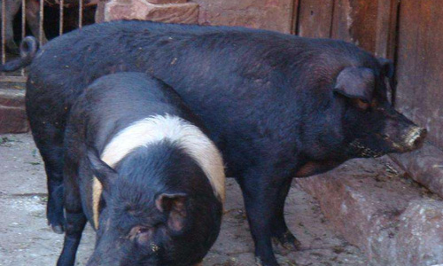 楚雄撒坝猪